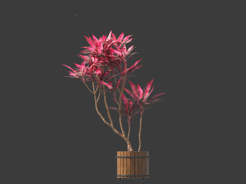 Cordyline rubra - palm lily 02 3D Model