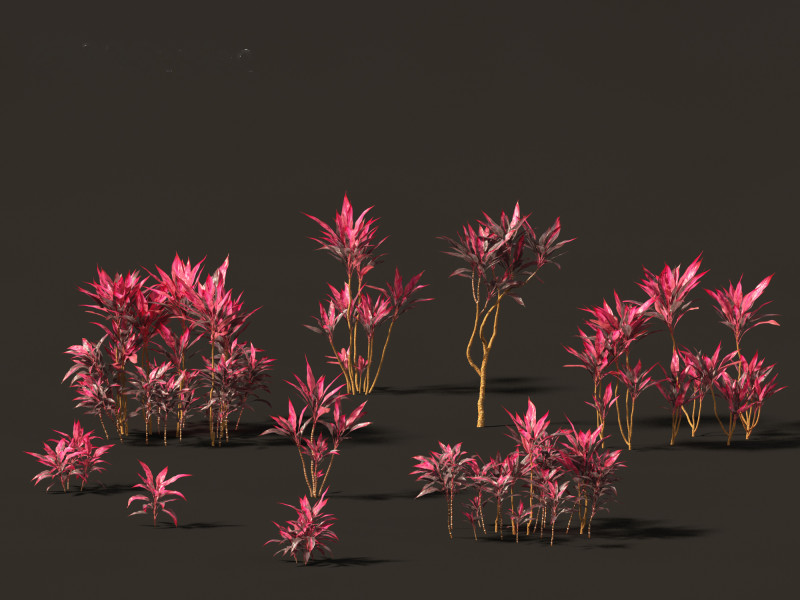 Cordyline rubra - palm lily 01 Model 3D .c4d .max .obj .3ds .fbx .stl .blend 