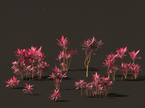 Cordyline rubra - palm lily 01 3D Model