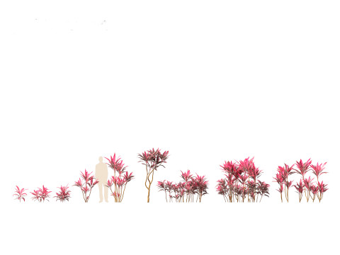 Cordyline rubra - palm lily 01 Model 3D