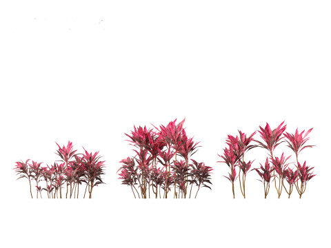 Cordyline rubra - palm lily 01 Model 3D