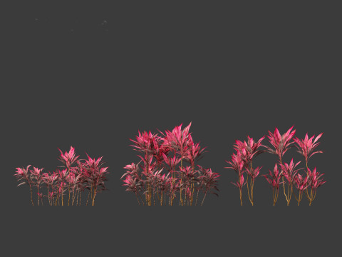 Cordyline rubra - palm lily 01 Model 3D