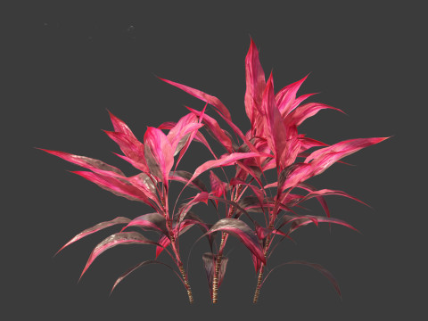 Cordyline rubra - palm lily 01 Model 3D