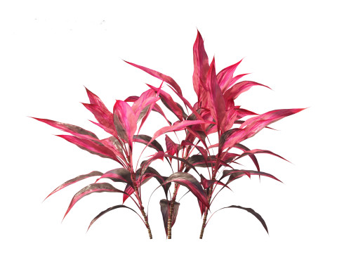 Cordyline rubra - palm lily 01 Model 3D