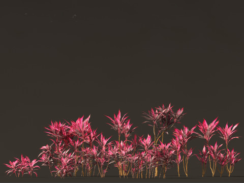 Cordyline rubra - palm lily 01 Model 3D
