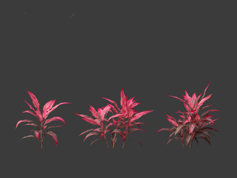 Cordyline rubra - palm lily 01 Model 3D