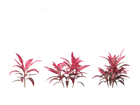 Cordyline rubra - palm lily 01 Model 3D