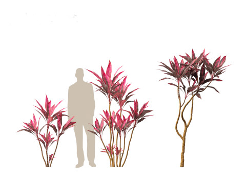 Cordyline rubra - palm lily 01 Model 3D