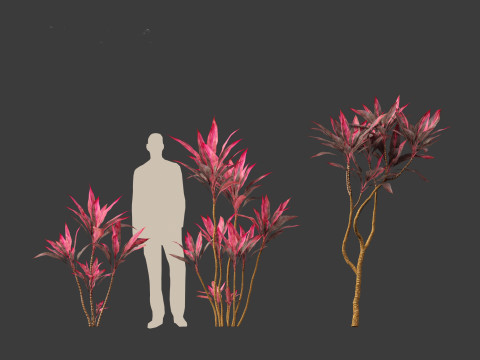 Cordyline rubra - palm lily 01 Model 3D