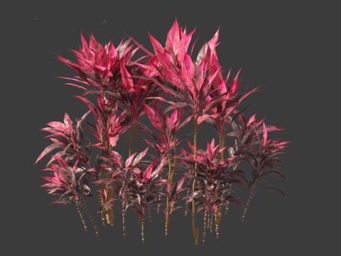 Cordyline rubra - palm lily 01 Model 3D