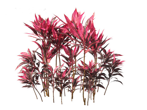 Cordyline rubra - palm lily 01 Model 3D