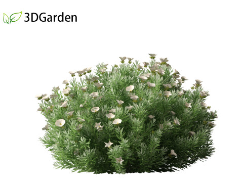 Convolvulus cneorum - silverbush 3D Модель