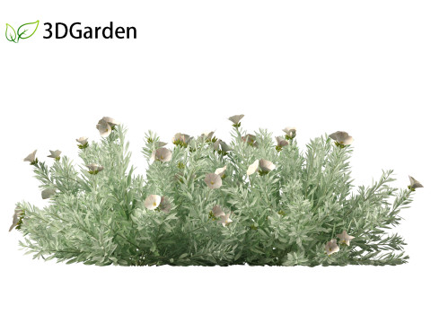Convolvulus cneorum - silverbush 3D Модель