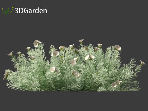 Convolvulus cneorum - silverbush 3D Модель
