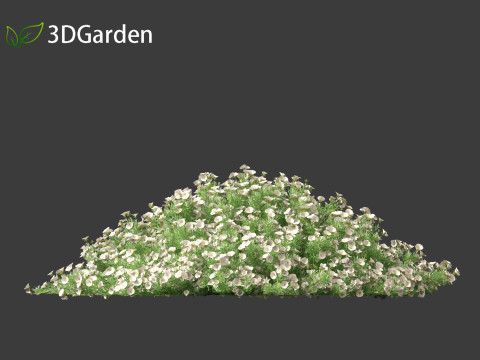 Convolvulus cneorum - silverbush 3D Модель