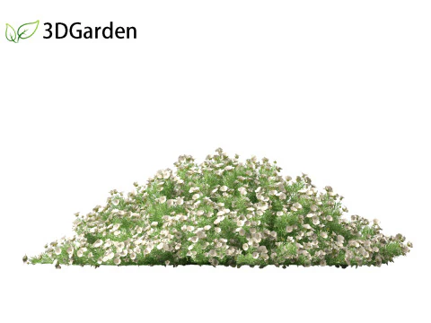 Convolvulus cneorum - silverbush 3D Model