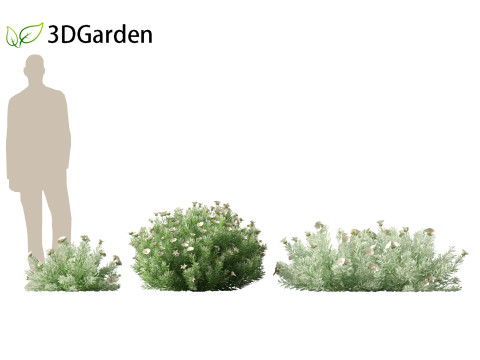 Convolvulus cneorum - silverbush 3D Модель