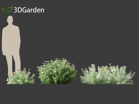 Convolvulus cneorum - silverbush 3D Модель