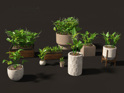 Convallaria majalis - lily-of-the-valley 02 3D Model