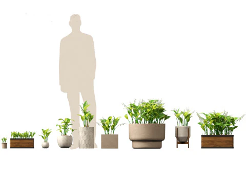 Convallaria majalis - lily-of-the-valley 02 3D Model