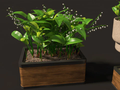 Convallaria majalis - lily-of-the-valley 02 3D Model