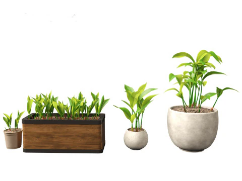 Convallaria majalis - lily-of-the-valley 02 3D Model