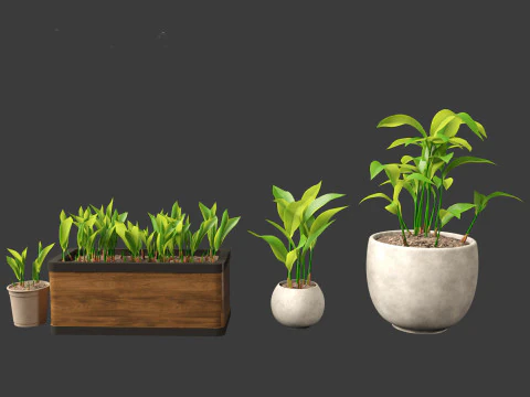 Convallaria majalis - lily-of-the-valley 02 3D Model