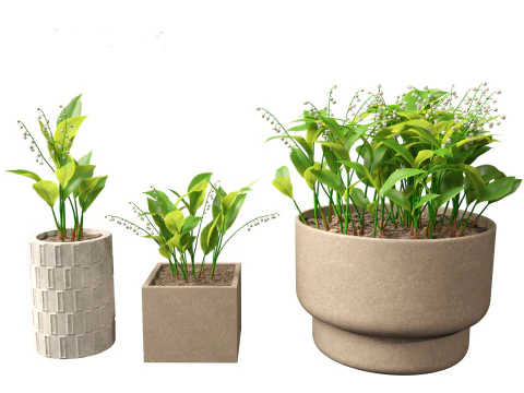 Convallaria majalis - lily-of-the-valley 02 3D Model