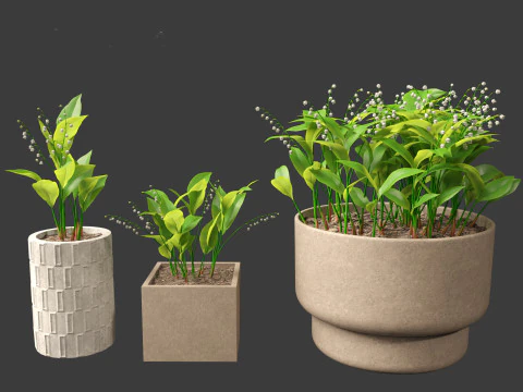 Convallaria majalis - lily-of-the-valley 02 3D Model