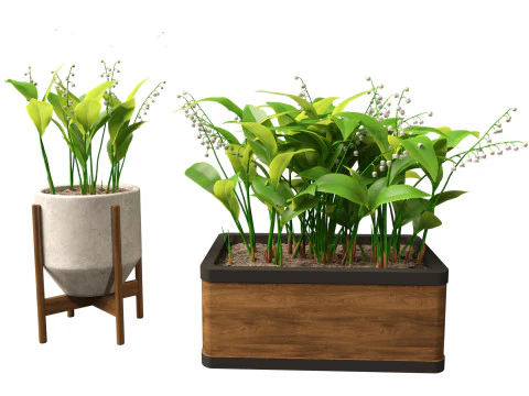 Convallaria majalis - lily-of-the-valley 02 3D Model