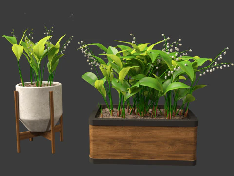 Convallaria majalis - lily-of-the-valley 02 3D Model