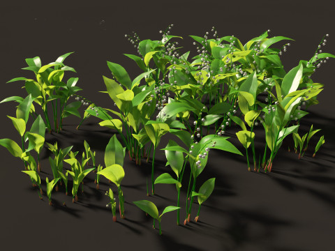 Convallaria majalis - lily-of-the-valley 01 3D Model