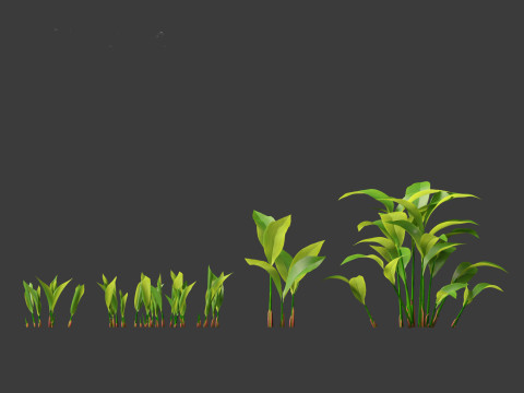 Convallaria majalis - lily-of-the-valley 01 3D Модель