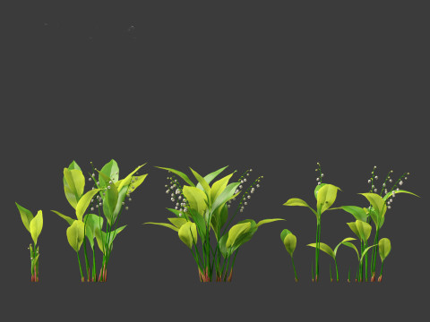 Convallaria majalis - lily-of-the-valley 01 3D Модель