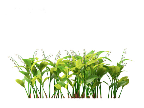 Convallaria majalis - lily-of-the-valley 01 3D Модель