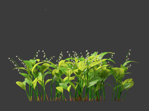 Convallaria majalis - lily-of-the-valley 01 3D Модель