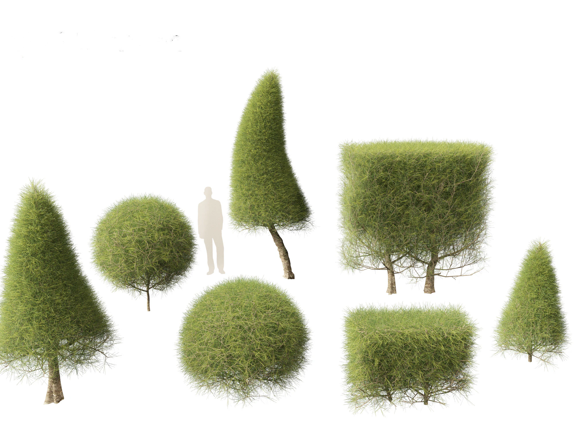 Casuarina equisetifolia - Australian pine tree 3D Model .c4d .max .obj .3ds .fbx .stl .blend 