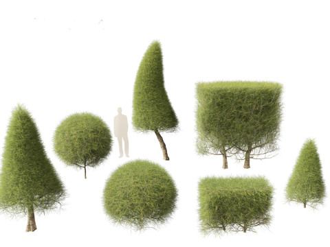 Casuarina equisetifolia - Australian pine tree 3Dモデル
