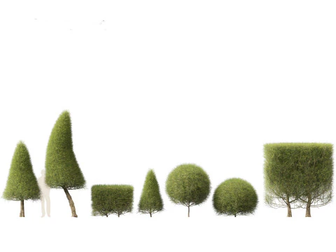 Casuarina equisetifolia - Australian pine tree 3D Model