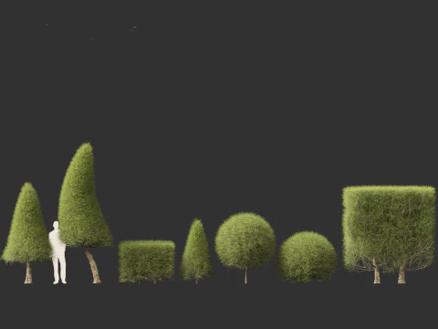 Casuarina equisetifolia - Australian pine tree 3D Model