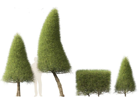 Casuarina equisetifolia - Australian pine tree 3D Model