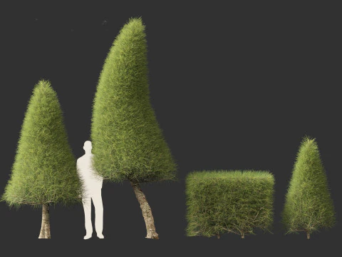 Casuarina equisetifolia - Australian pine tree 3D Model
