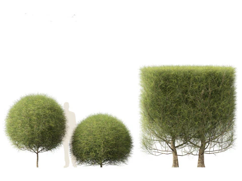 Casuarina equisetifolia - Australian pine tree 3D Model
