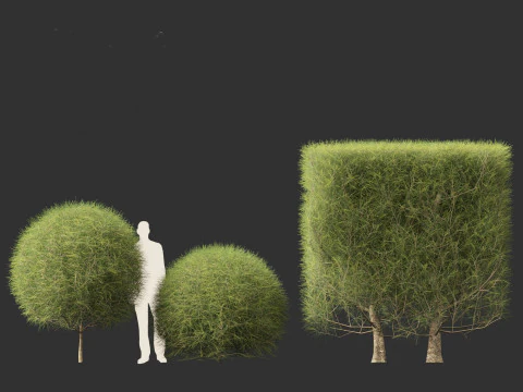 Casuarina equisetifolia - Australian pine tree 3D Model
