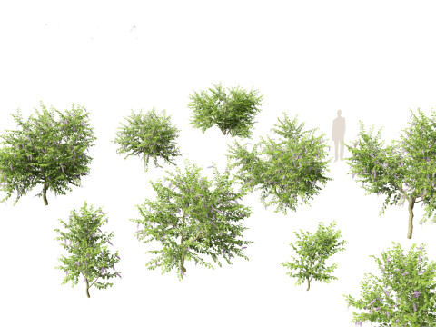 Duranta repens - Pigeon berry 3D Model