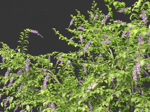 Duranta repens - Pigeon berry 3D Model