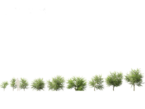 Duranta repens - Pigeon berry 3D Model