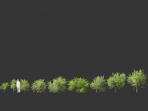 Duranta repens - Pigeon berry 3D Model