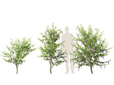 Duranta repens - Pigeon berry 3D Model
