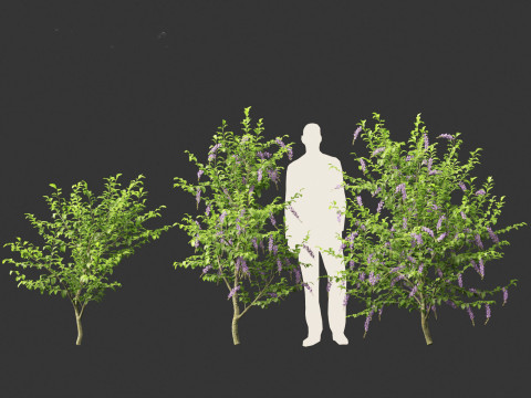 Duranta repens - Pigeon berry 3D Model